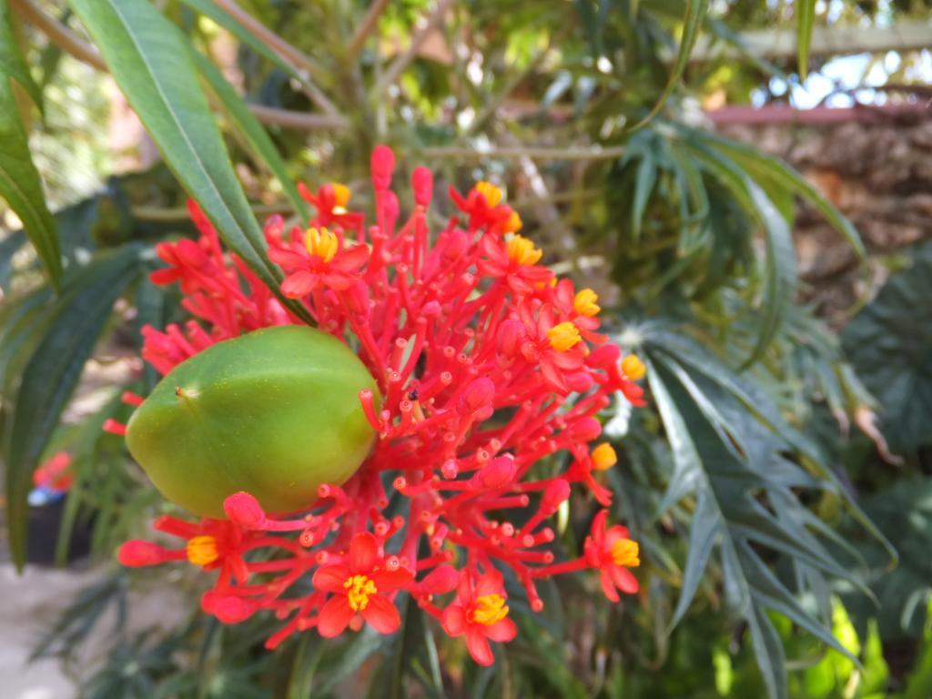 Pimento Lodge Resort Port Antonio Ngoại thất bức ảnh