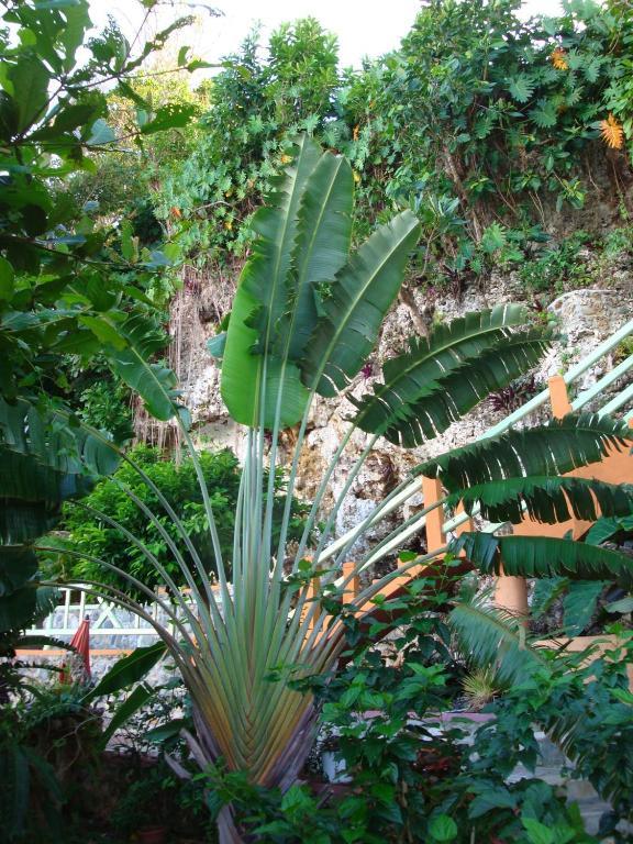 Pimento Lodge Resort Port Antonio Ngoại thất bức ảnh